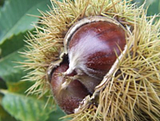 castanhas.png image by pullgas